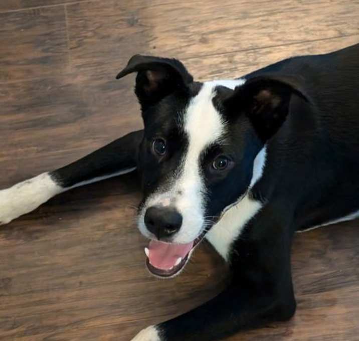 Photo of Domino