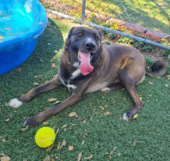 Photo of Danni (Fostered in Bellevue)
