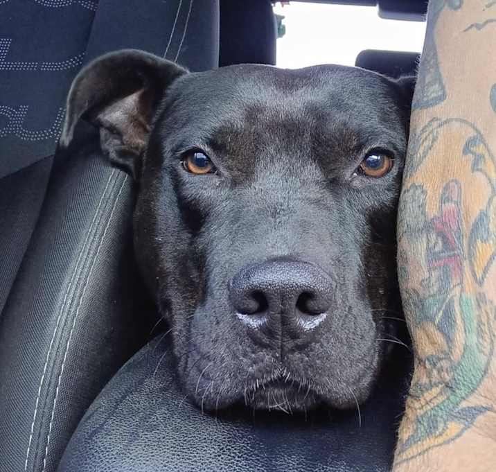 Photo of Diesel