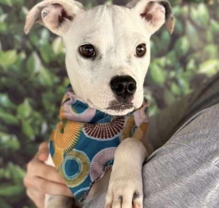 Photo of Casper (GA)