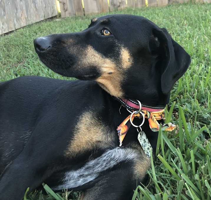 Photo of Roscoe