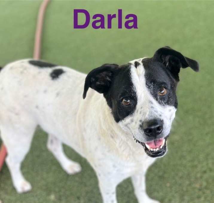 Photo of Darla