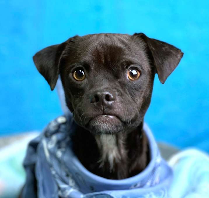 Photo of Skipper