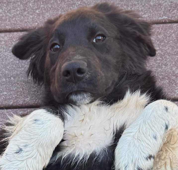 Photo of Duke
