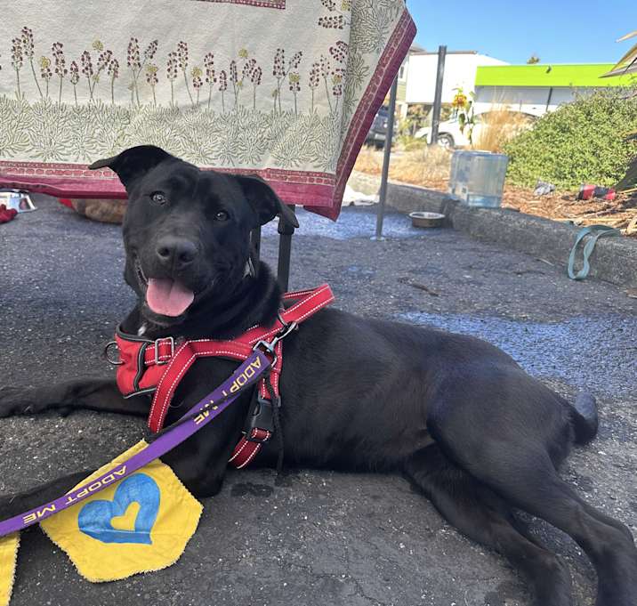Photo of Midnight