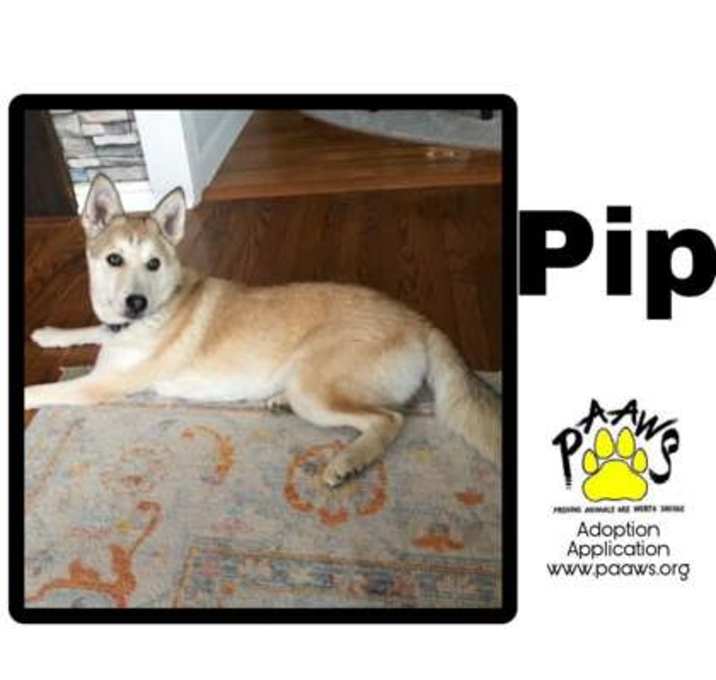 Photo of Roxy / Pip
