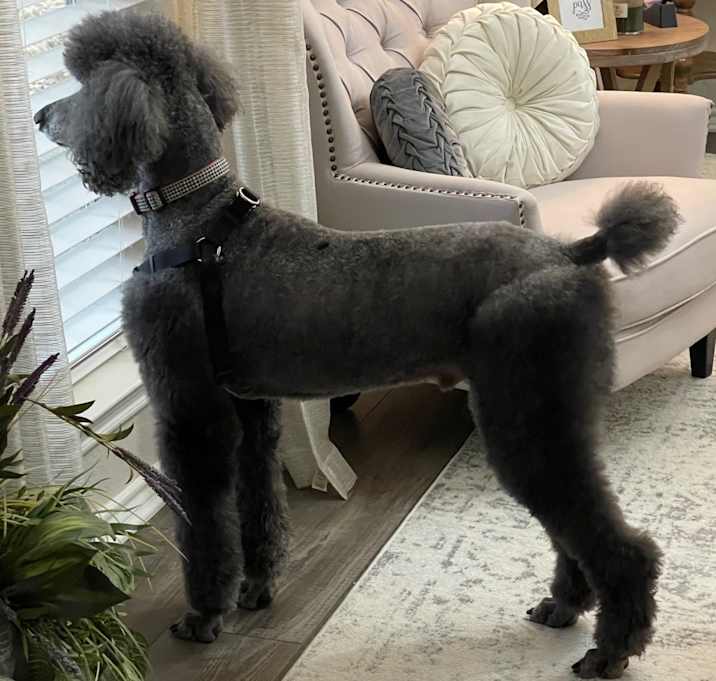 Photo of Beaux (Bo)