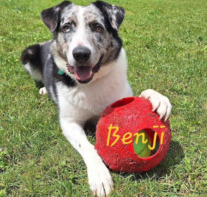 Photo of Benji
