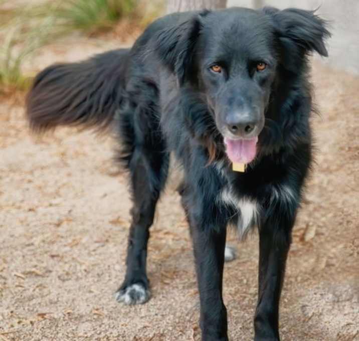 Photo of BEAR