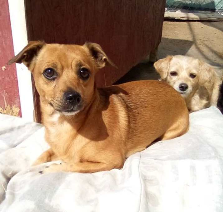 Photo of Brownie - Adopted 11-8-24 w/ Sugar!