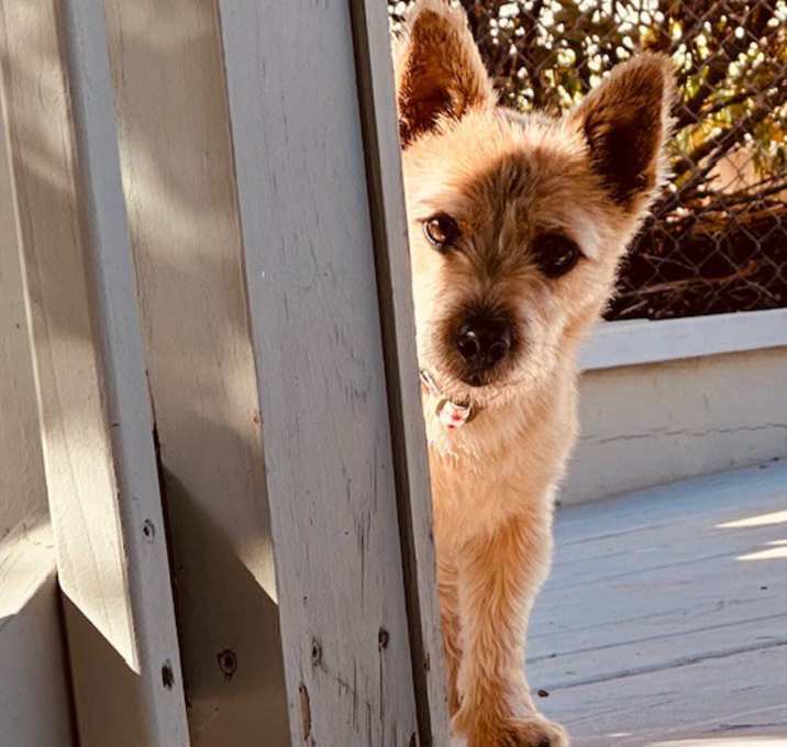 Photo of Amber