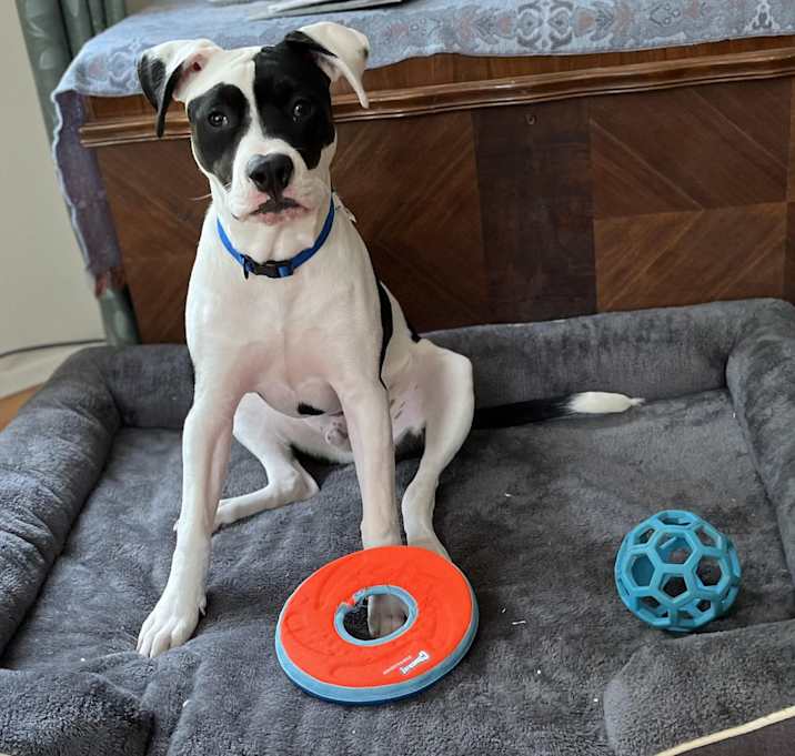 Photo of Pongo