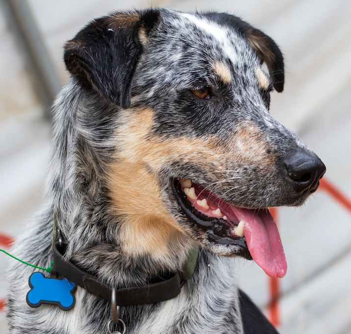 Photo of Maverick
