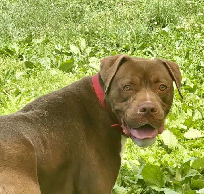 Photo of Bruno