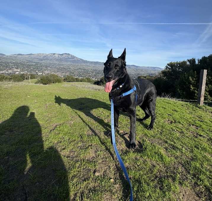 Photo of Loki