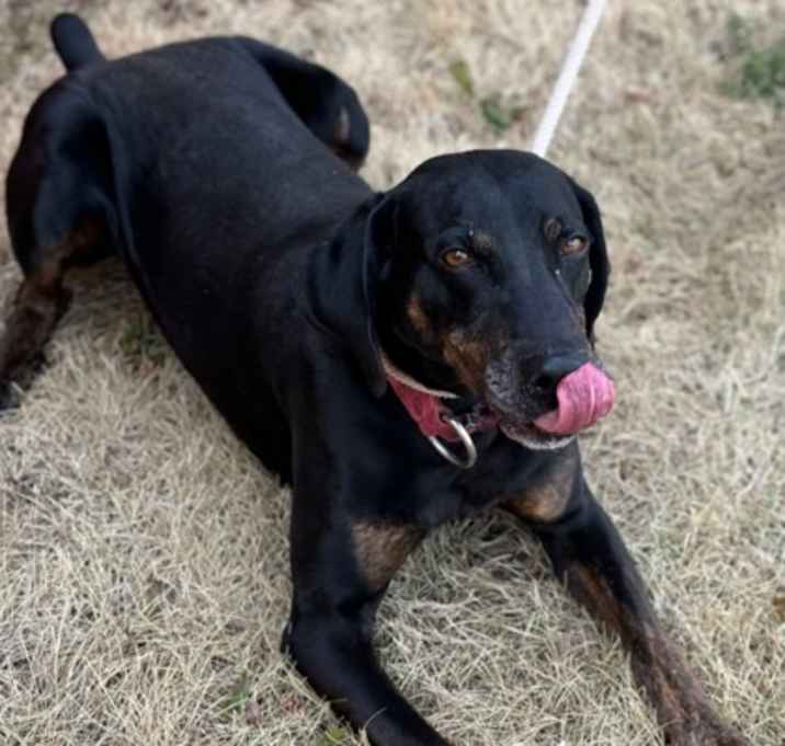 Photo of Rowdy