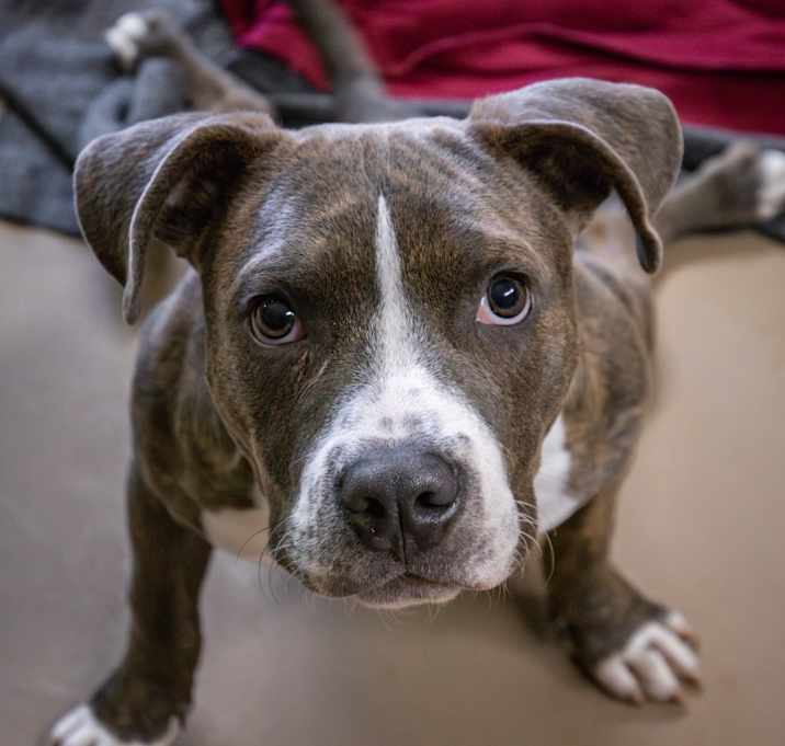 Photo of Kermit the Dog