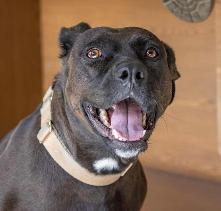 Photo of Baby Bailey