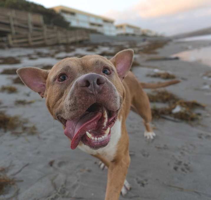 Photo of Rocky