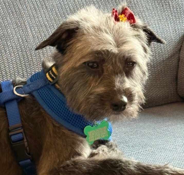 Photo of Nova