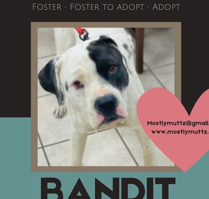 Photo of Bandit