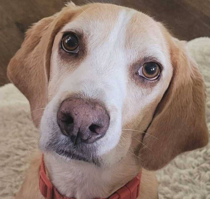 Photo of Hank