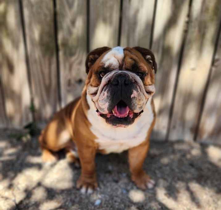 Photo of Diesel