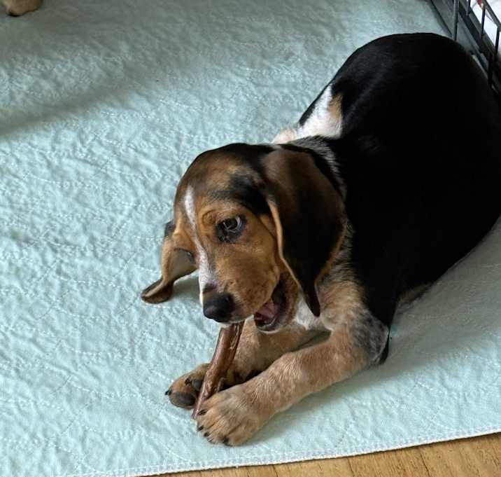 Photo of Wilbur