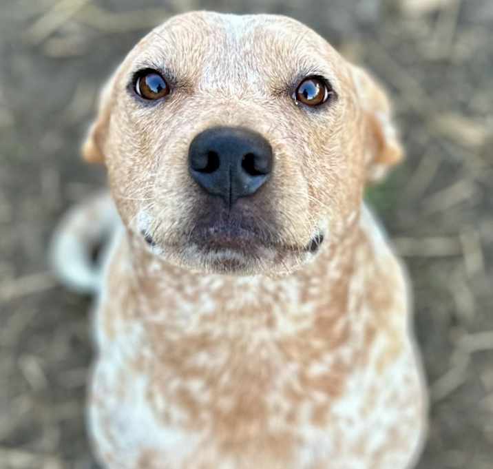 Photo of Fritz