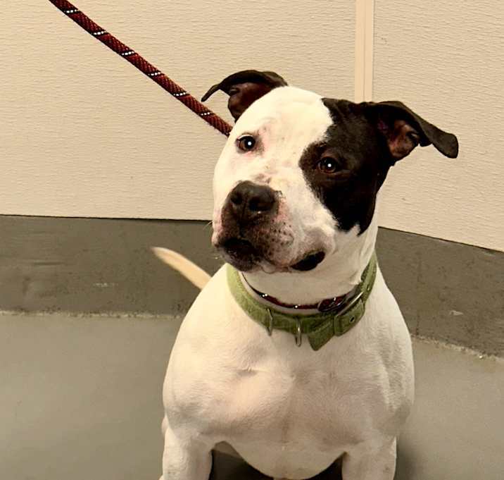 Photo of Petey