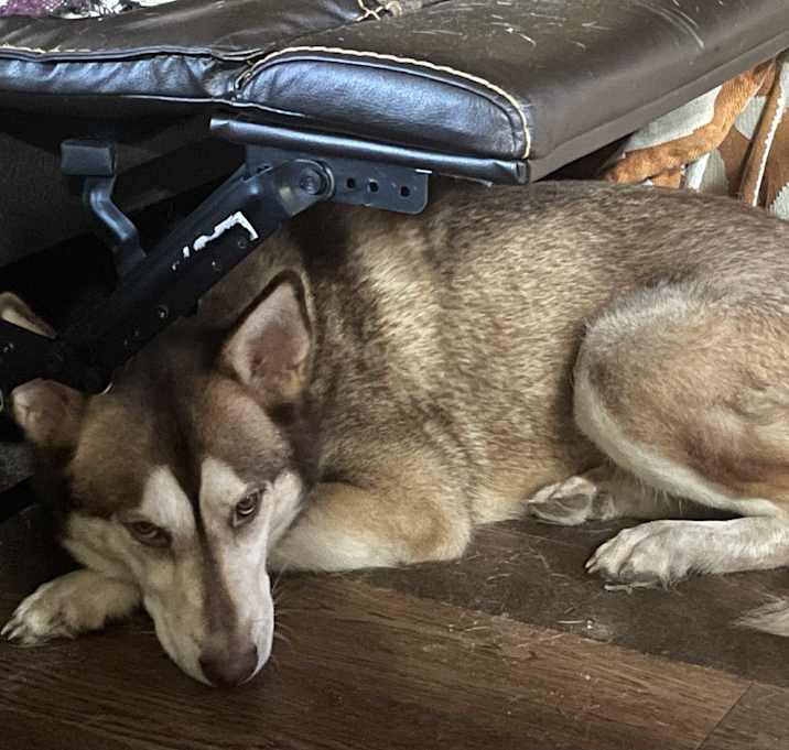 Photo of Luna