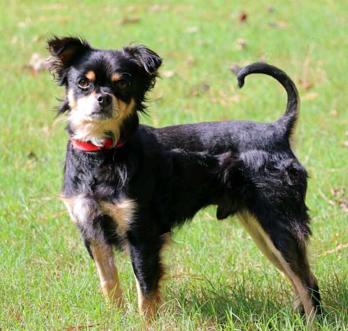 Photo of Benji