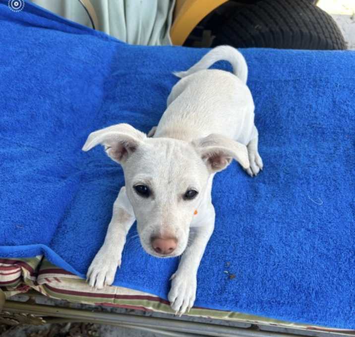 Photo of Daisy