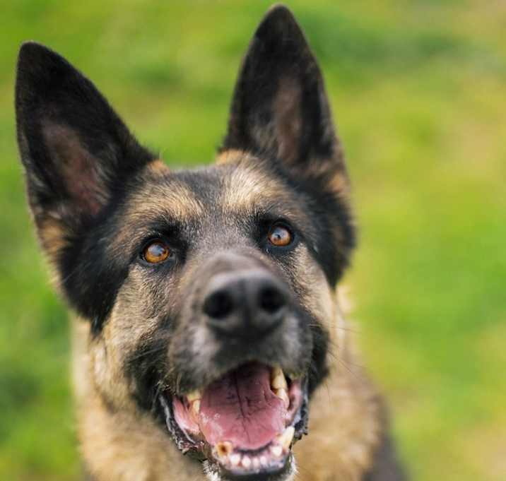 Photo of Ramsey
