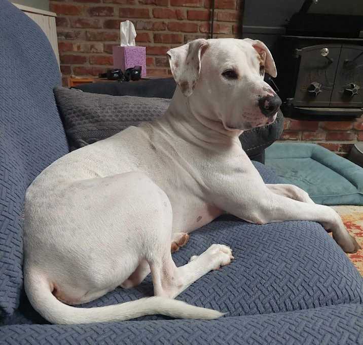 Photo of Shadow
