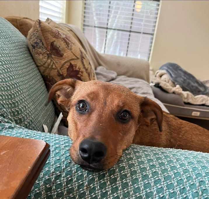 Photo of 24-079 Remy (fka Amber)