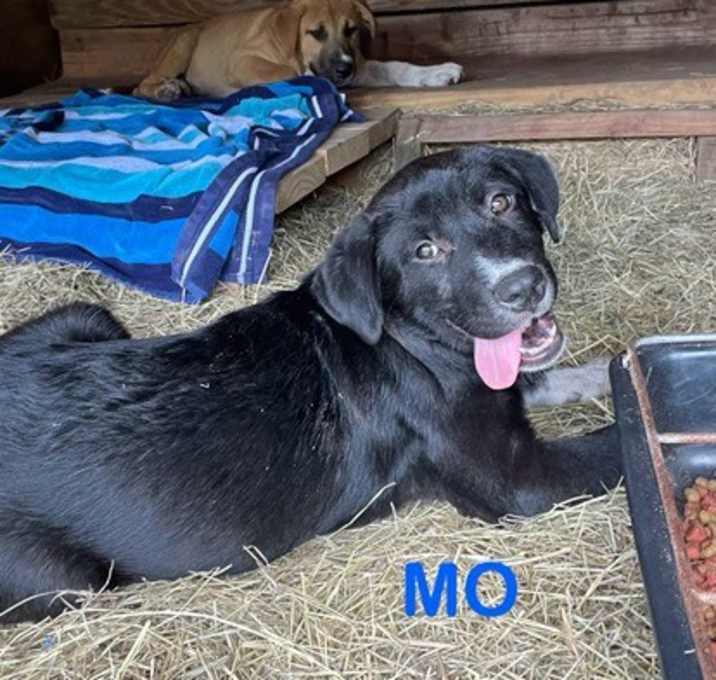 Photo of Mo