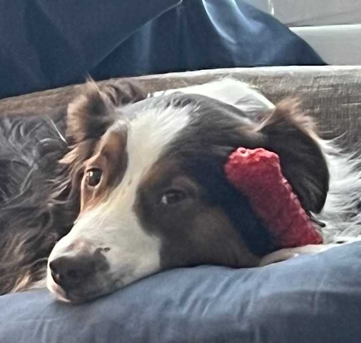 Photo of Cooper