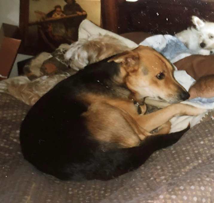 Photo of Buddy