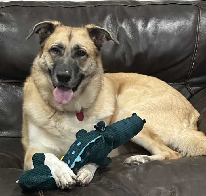 Photo of Stella