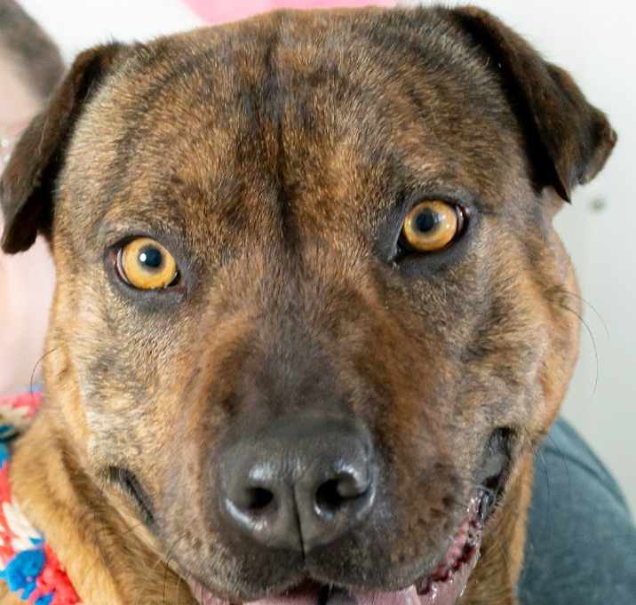 Photo of Sammy In Foster