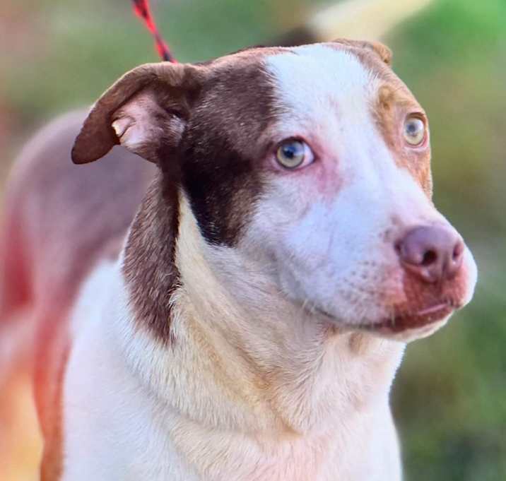 Photo of Boone