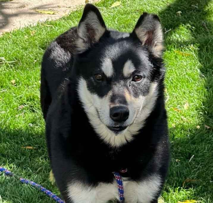 Photo of Clover