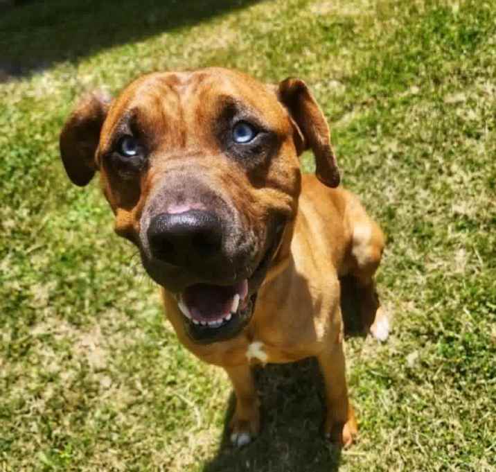 Photo of Sinatra aka Ol’ Blue
