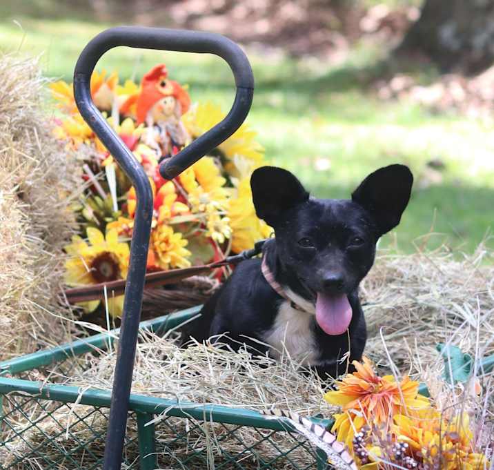 Photo of Blacky