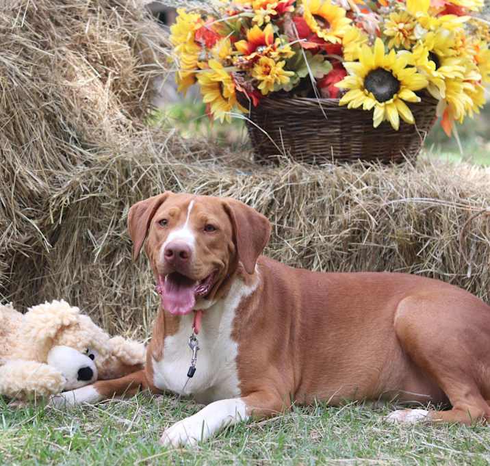 Photo of Caramel