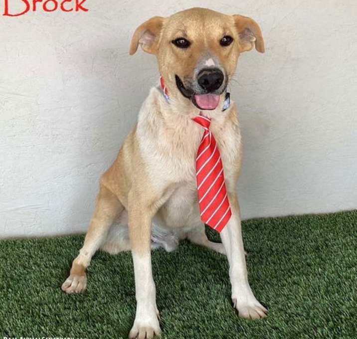 Photo of Brock