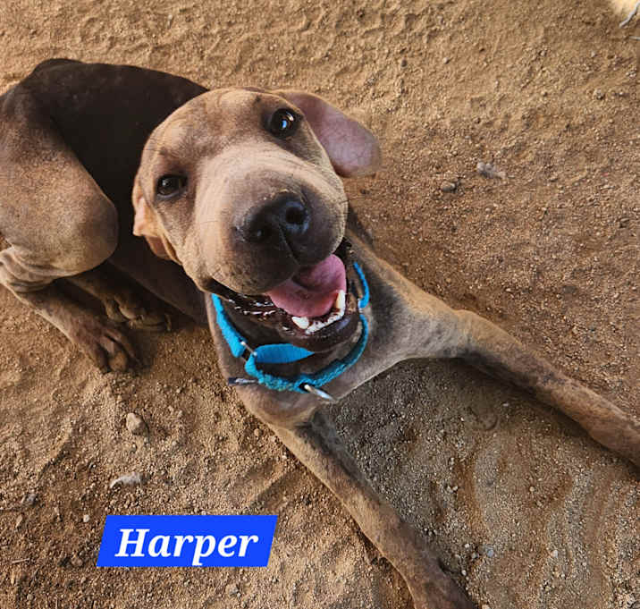 Photo of Harper