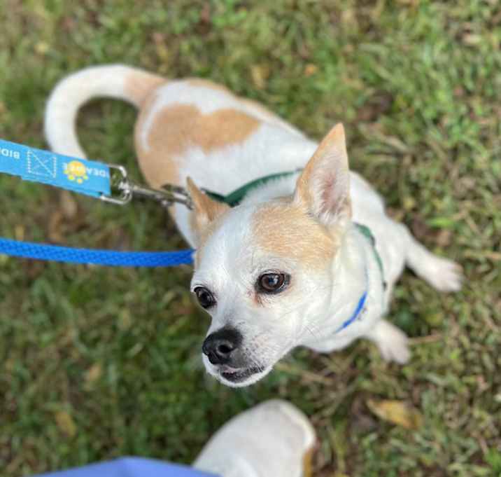 Photo of Chai