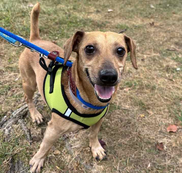 Photo of Pumpkin